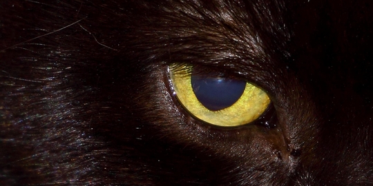 Image of a cat's eye
