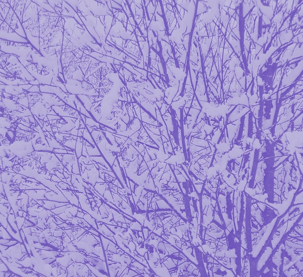 An image of some trees in the snow